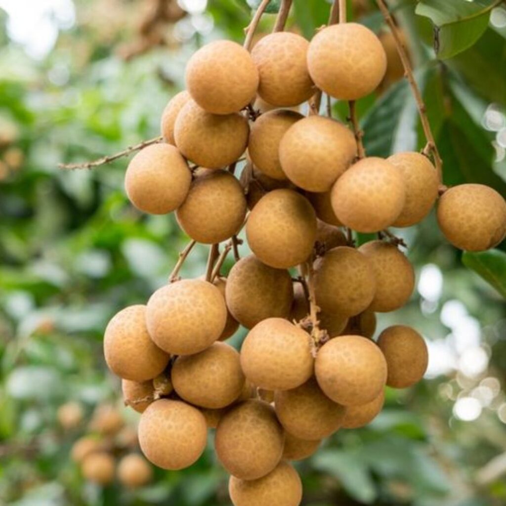 jual bibit klengkeng