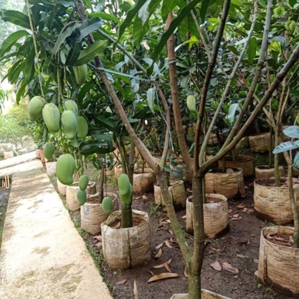 jual bibit mangga