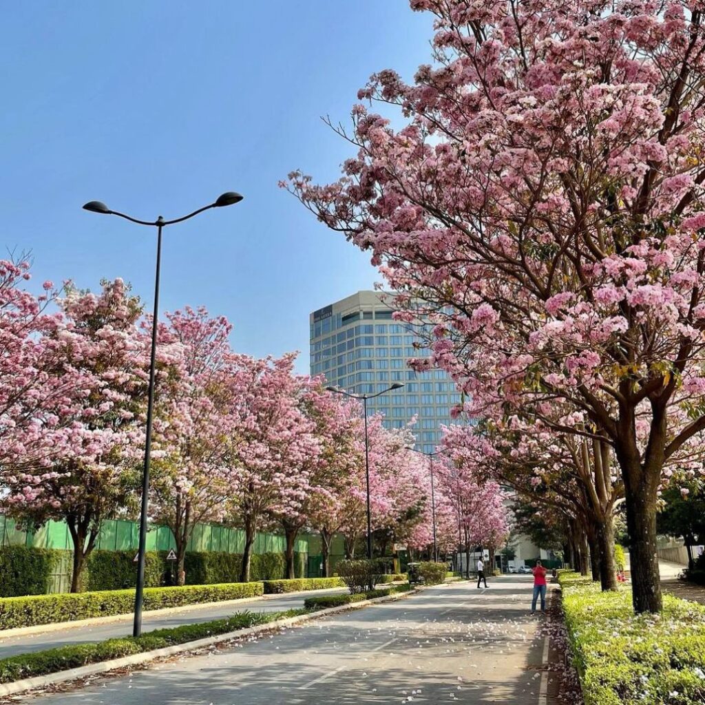 jual-pohon-tabebuya besar