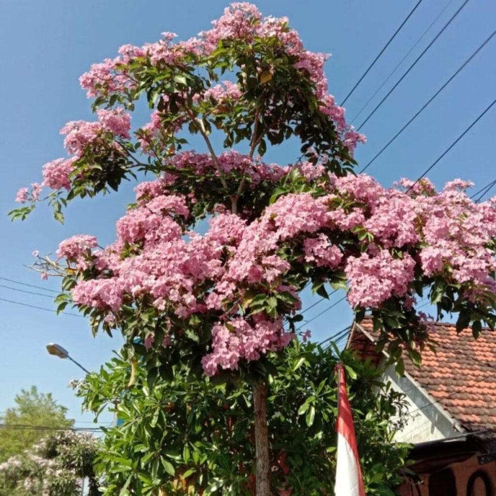 jual pohon tabebuya pink