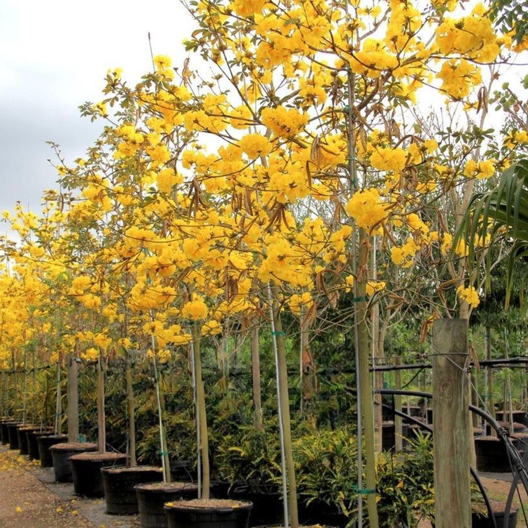 Jual Pohon Tabebuya Besar 085141201793